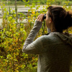 Besleyici Olmadan Çekebileceğiniz Eşsiz Büyük Ova Kuşu