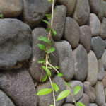 Çarpıcı Bir Ön Bahçe Çiti İçin Kullanılacak En İyi 12 Taş