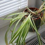 Örümcek Bitkinizin Kırık Veya Bükülmüş Yaprakları mı Var? İşte Yapmanız Gerekenler