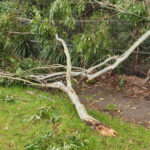 Bu TikToker Bir Dalı İfade Parçası Lambasına Dönüştürdü - Ve Sonuç Parlayan Bir Sanat Eseri