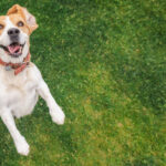 Evcil Hayvan Dostu Yaşam Tarzınızı Kucaklayan Arka Bahçe Tasarım Çözümü