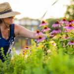 Yazdan Sonbahara Kadar Koyu Pembe Çiçekler Açan Hızlı Büyüyen Coneflower