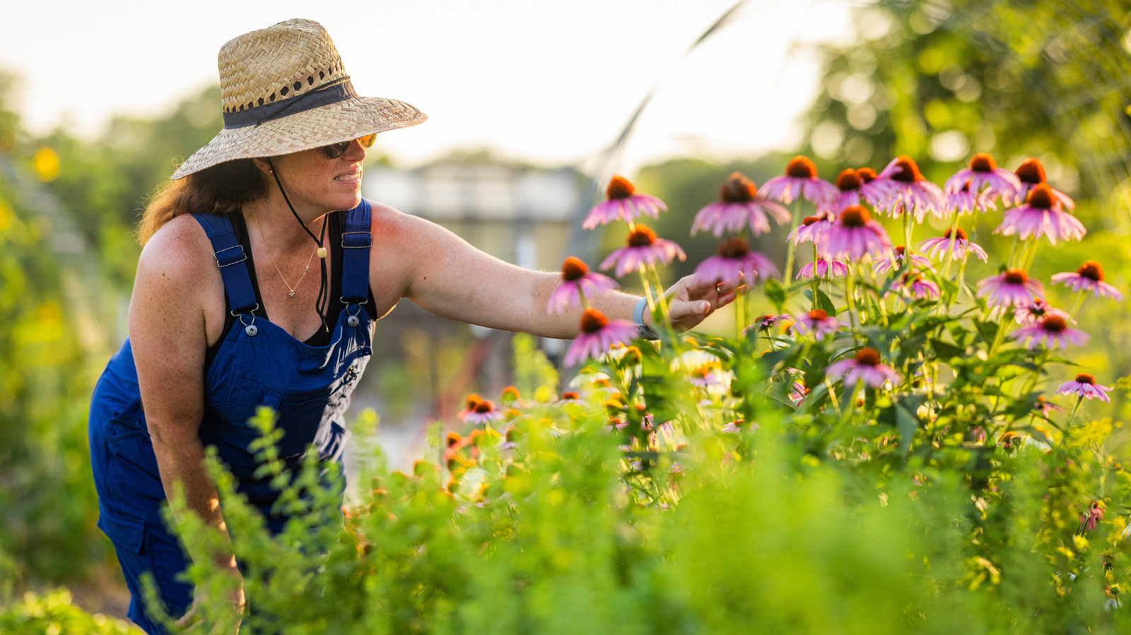 Yazdan Sonbahara Kadar Koyu Pembe Çiçekler Açan Hızlı Büyüyen Coneflower