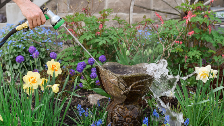 Hortumla beton kuş banyosunu temizleyen kişi.