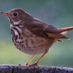 Aslında Kaçınmanız Gereken Yaygın Kuş Banyosu Türü