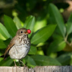Bu Dolar Ağacı Esaslarıyla Bahçenizi Bahar Kuşlarına Hazırlayın
