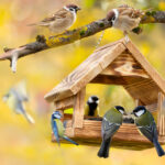 Kendiniz Deneyebileceğiniz En Şirin Arka Bahçe Kuş Köyü