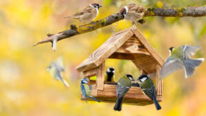 Kendiniz Deneyebileceğiniz En Şirin Arka Bahçe Kuş Köyü