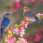 Bahar Çiçeklerini Sergilemek İçin Mükemmel Olan Amazon Kuş Besleyici