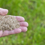 İlkbaharda Serin Mevsim Çimlerine Nasıl Ekilir?