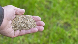 İlkbaharda Serin Mevsim Çimlerine Nasıl Ekilir?