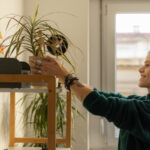 Basit Bir Örümcek Bitkisini Çarpıcı Bir Bonsai'ye Dönüştürme