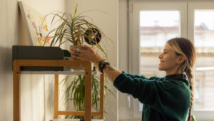 Basit Bir Örümcek Bitkisini Çarpıcı Bir Bonsai’ye Dönüştürme