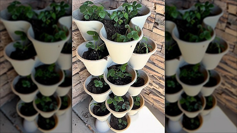 Genç çilek bitkileriyle dolu bir verandanın köşesinde çilek yığılmış bir saksı