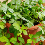 Dolar Ağacının İstifleme Ekicisini DIY Çilek Yetiştirme İstasyonuna Dönüştürün