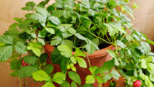 Dolar Ağacının İstifleme Ekicisini DIY Çilek Yetiştirme İstasyonuna Dönüştürün