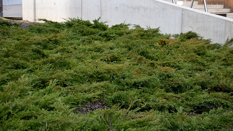 Arka bahçede toprağı kaplayan sürünen ardıç.