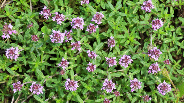 Sürünen kekik ile büyüyen doğal halı.