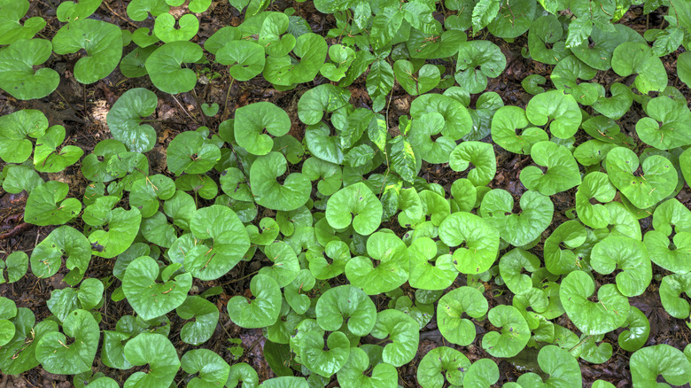 Yabani zencefil yer örtüsü olarak yetişiyor.