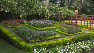 Bu 11 Canlı Bitki Alternatifi İçin Malçtan Kurtulun