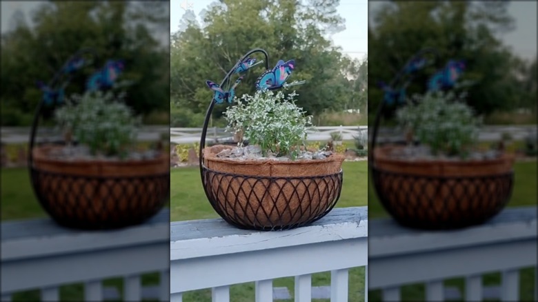 Meyve sepetinden yapılmış DIY bitki sepeti