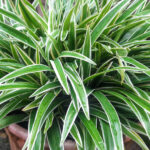 Örümcek Bitkinizden Bebek Almanızı Sağlamanın En İyi Yolu