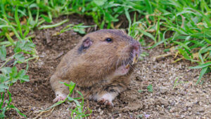 Sinir bozucu Sincapları Bahçenizden Uzak Tutmak İçin En İyi Eskrim Türü