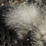 Kuş Besleyicinizin Küflü Olması İçin 4 Neden (ve Nasıl Önlenir)