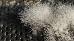 Kuş Besleyicinizin Küflü Olması İçin 4 Neden (ve Nasıl Önlenir)