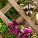 Bahçenizde Yavru Rakun Bulursanız Ne Yapmalısınız?