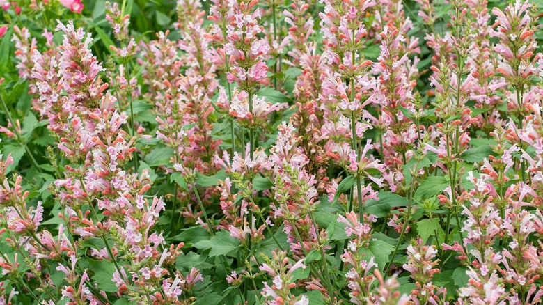 Agastache 'Pembe İnci' boru şeklindeki çiçeklerle bahçede büyüyor
