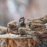 Evinizdeki Hurda Eşyaları İleri Dönüştürülmüş Bir Kuş Besleyicisine Nasıl Dönüştürebilirsiniz?