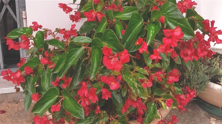 Begonia x hybrida 'Ejderha Kanadı' kırmızı çiçeklerle açıyor
