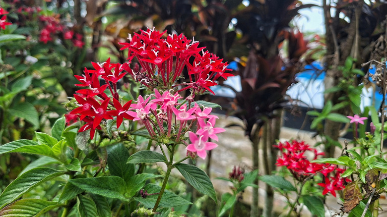 pembe ve kırmızı penta çiçekler açıyor