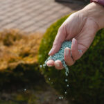 Yeni Çim Tohumu İçin En İyi Gübre Türü