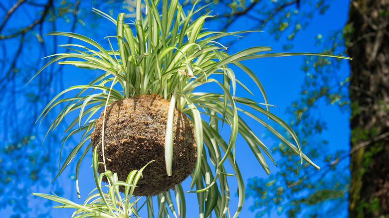 Kokedama örümcek bitkisi açık havada asılı duruyor.