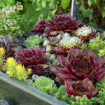 Eski Bir Kitaplığa Çarpıcı, İleri Dönüştürülmüş Etli Bir Bahçe Olarak Yeni Bir Hayat Verin