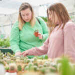 Asılı Sepetlerde Harika Görünen Güzel Pembe Çiçekleri Olan Eşsiz Sürüklenen Kaktüs