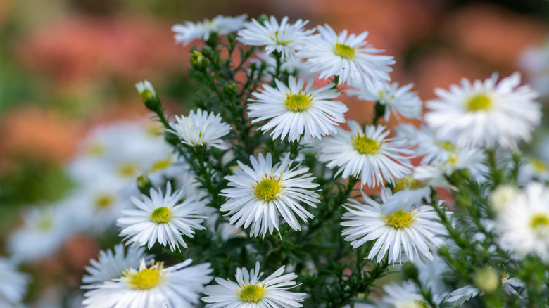 Beyaz Symphyotrichum aster çiçeklerinden oluşan bir küme.