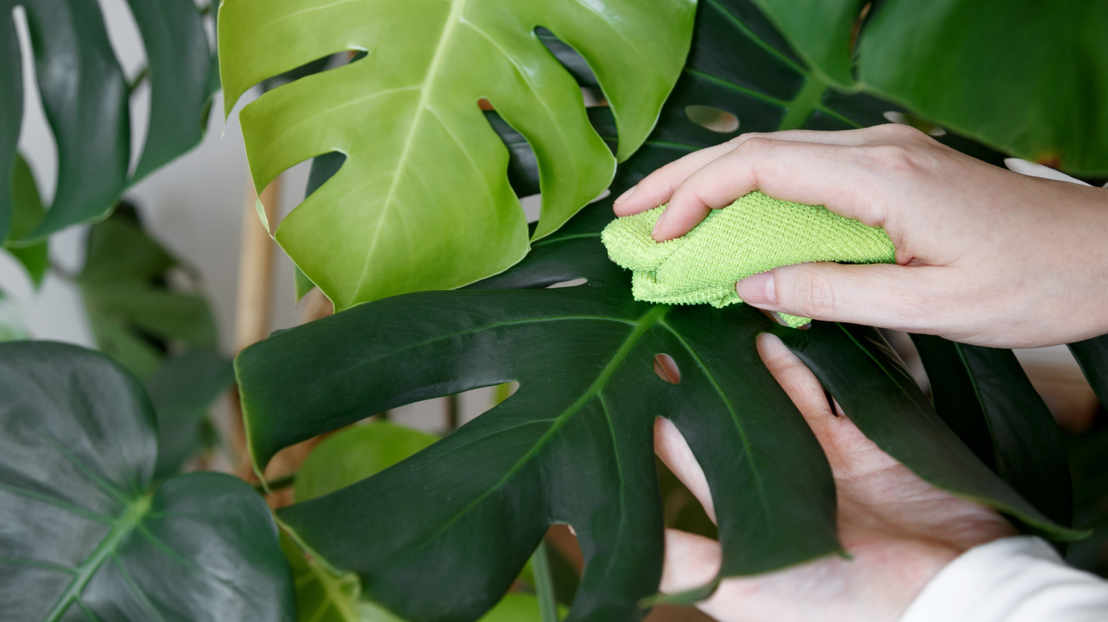 Eski Düşmüş Bir Monstera Yaprağını Pırıltılı Duvar Dekoruna Dönüştürün