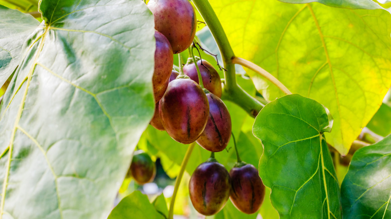 Tamarillo meyveleri bir ağaç domates bitkisinde yetişir