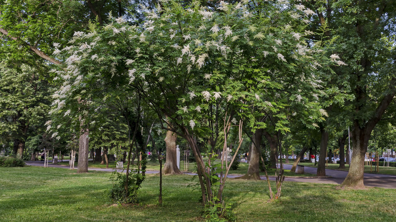 Parkta çiçek açan bir Japon ağacı leylak