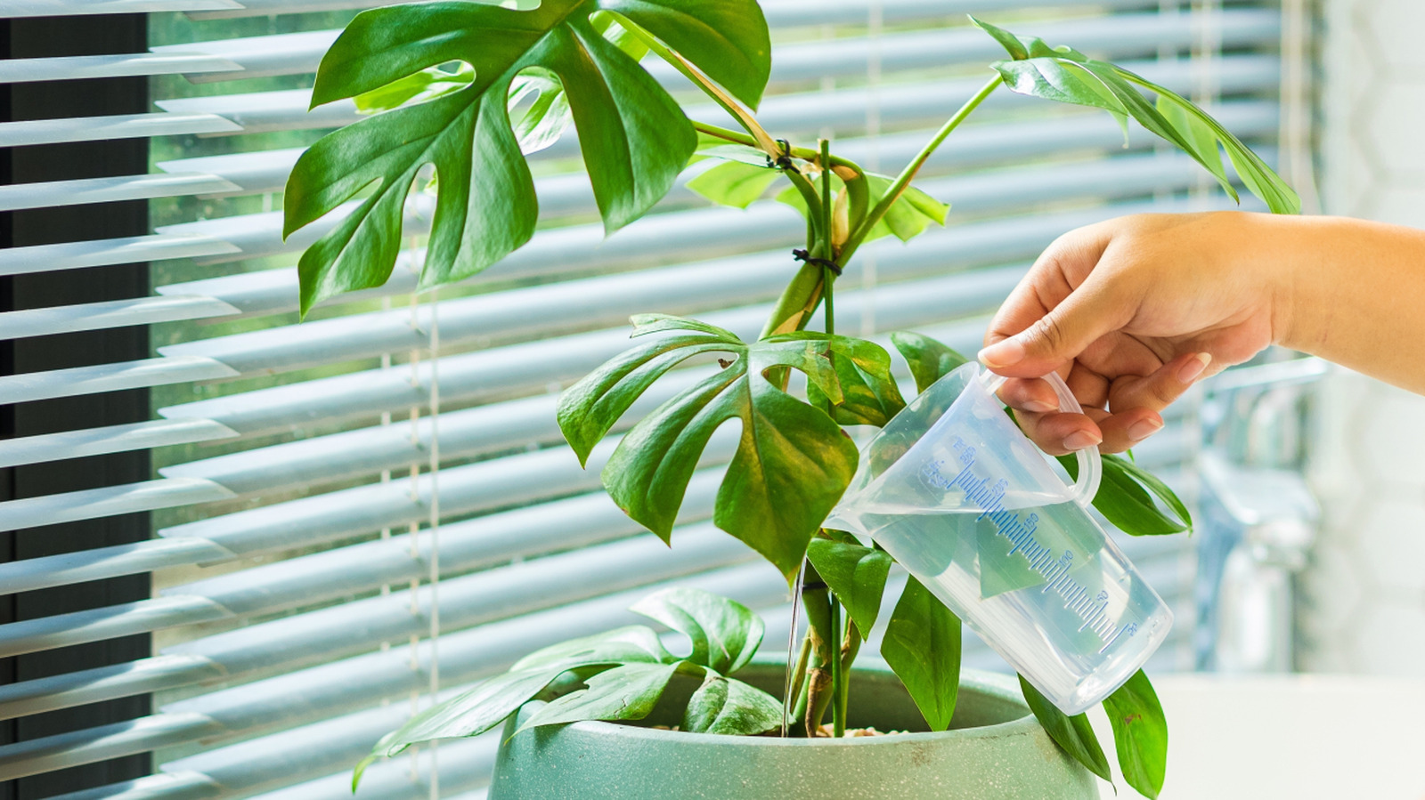 Basit Bir Monstera Bitkisini Çarpıcı Bir İfade Parçasına Dönüştürmek İçin Kafes Kullanın
