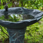 Bu Basit Temizleme Taktikleriyle Yosunları Kuş Banyonuzdan Uzak Tutun