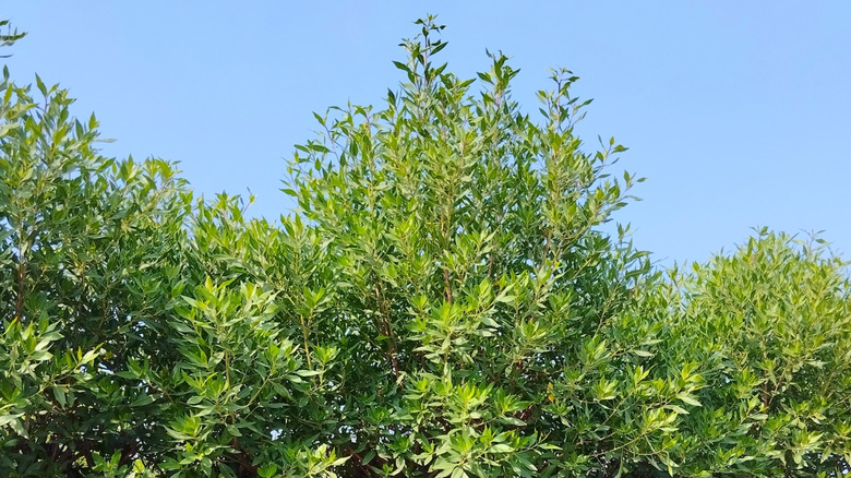 bahçedeki düğme ağacı gölgeliği