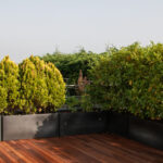 Bahçeniz İçin Mükemmel Bir Gizlilik Koruması Oluşturan Az Bakım Gerektiren Ağaç