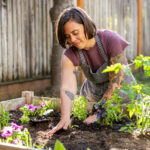 Dolar Ağacının Çiçek Tarhları İçin Mükemmel Bir Dış Mekan Işığı Var