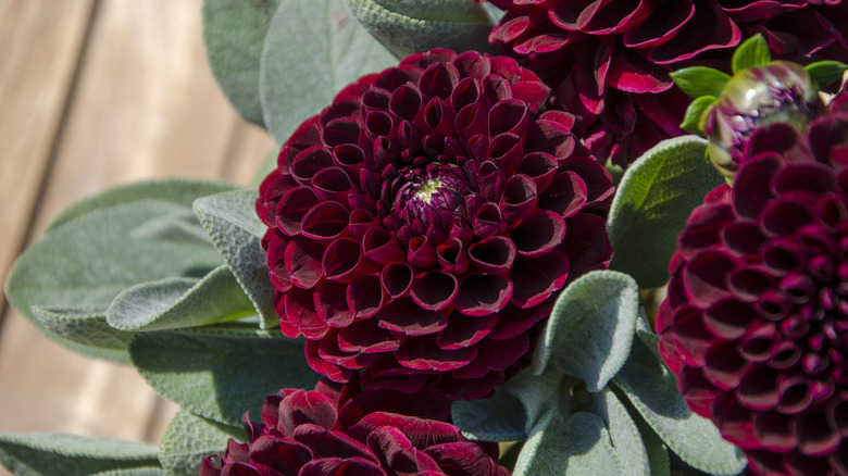 Gümüş yaprakların yanında bordo dahlias