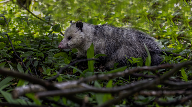 Ormanlık alanda yürüyen opossum