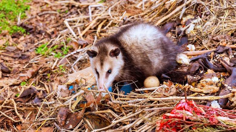 Kompost arasında yiyecek arayan bir opossum